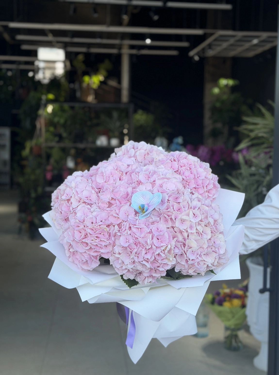 Pink Hydrangea