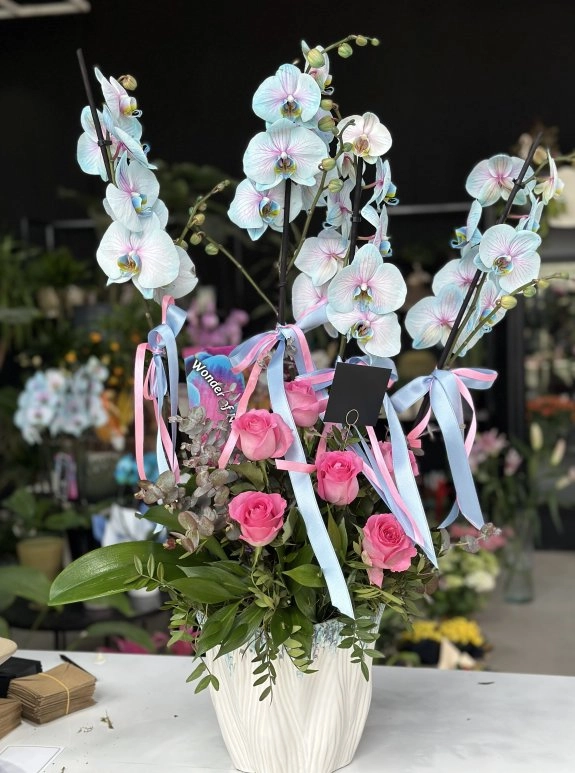 Blue Orchid