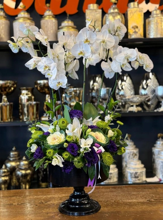 Elegant White Orchid
