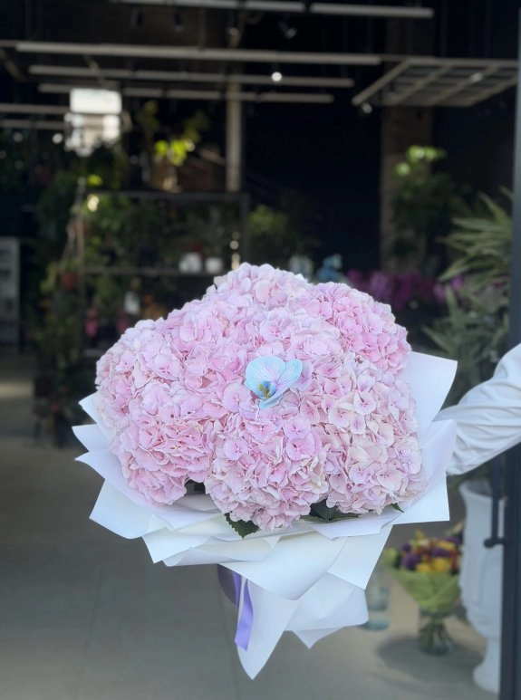 Pink Hydrangea